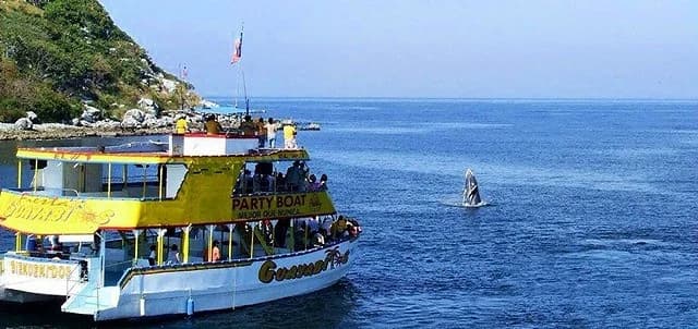 Whale Watching in Guayabitos: Season, Tours & What to Expect (2025)